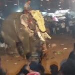 Al menos 23 heridos por el ataque de un elefante durante un festival en el sur de la India