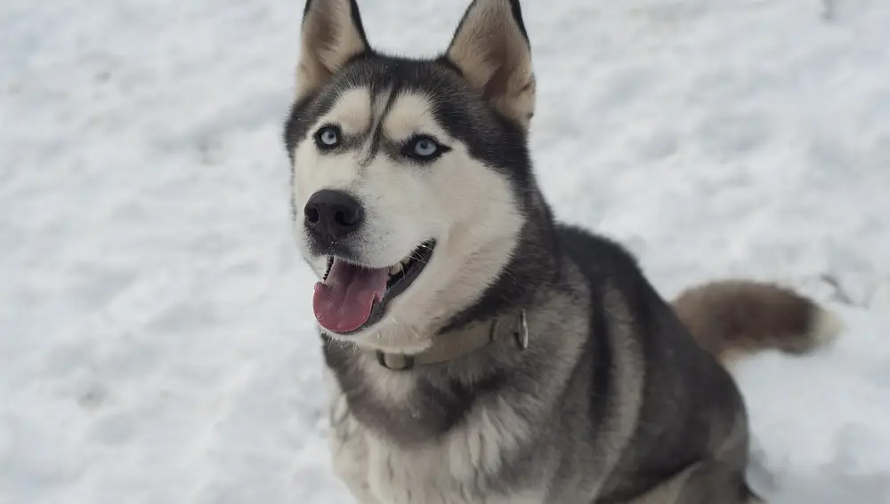 Husky Siberiano