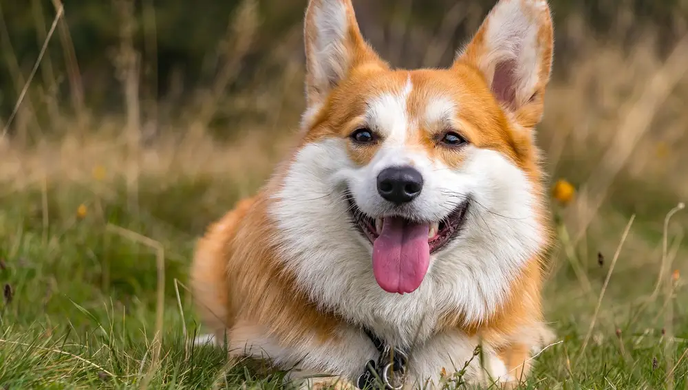 Corgi