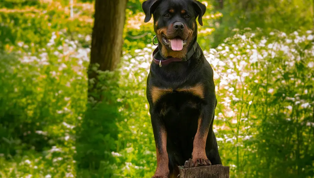 Rottweiler