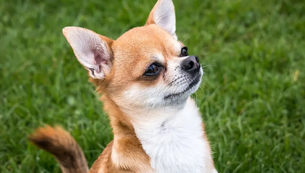 Chihuahua