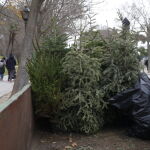 Árboles de Navidad recogidos en El Retiro