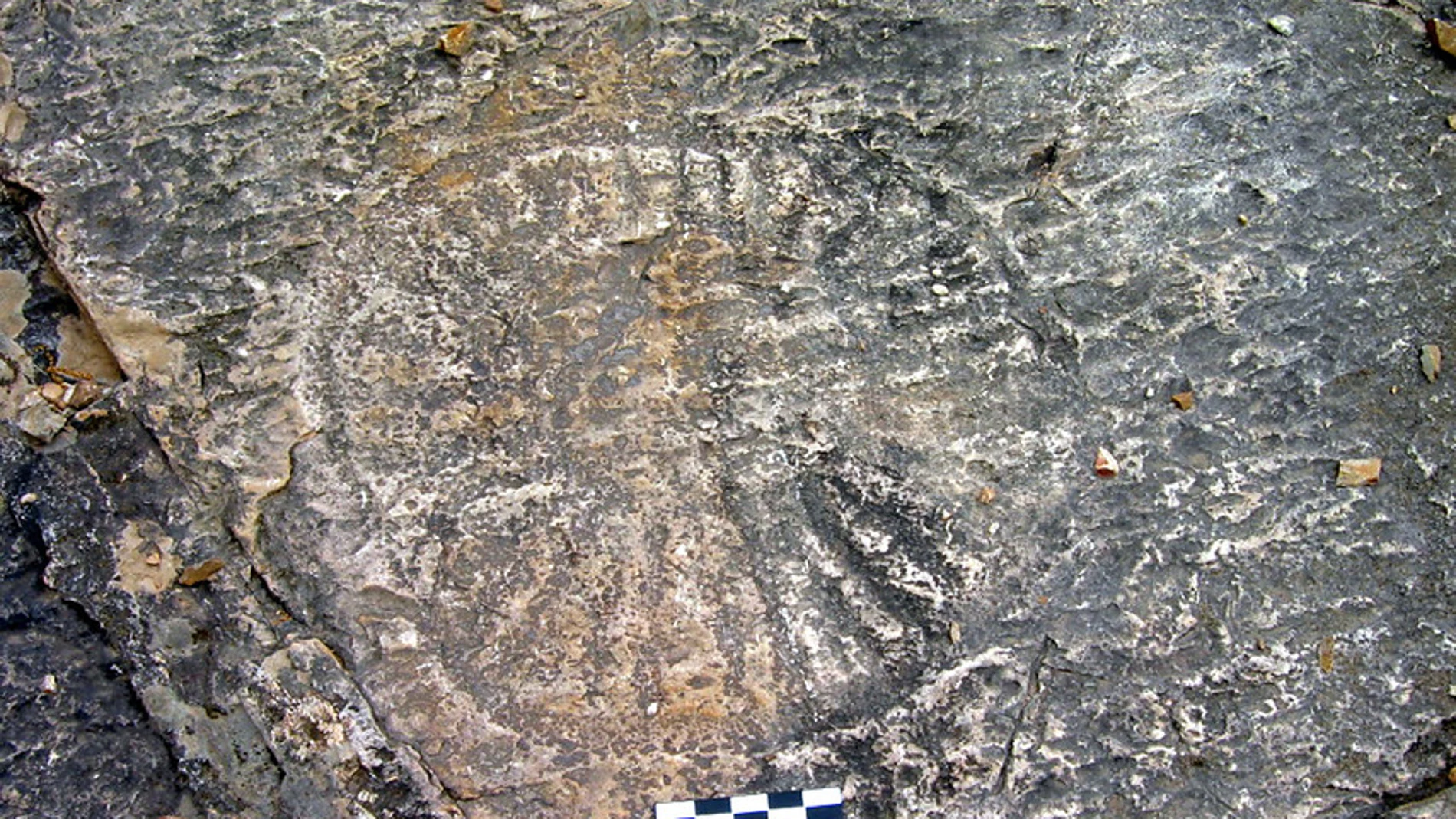 Monumento Natural Huellas Fósiles de Medusas de Constantina