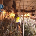 Se han efectuado nueve registros en las provincias de Valencia, Cuenca y Toledo, donde se han localizado tres plantaciones indoor