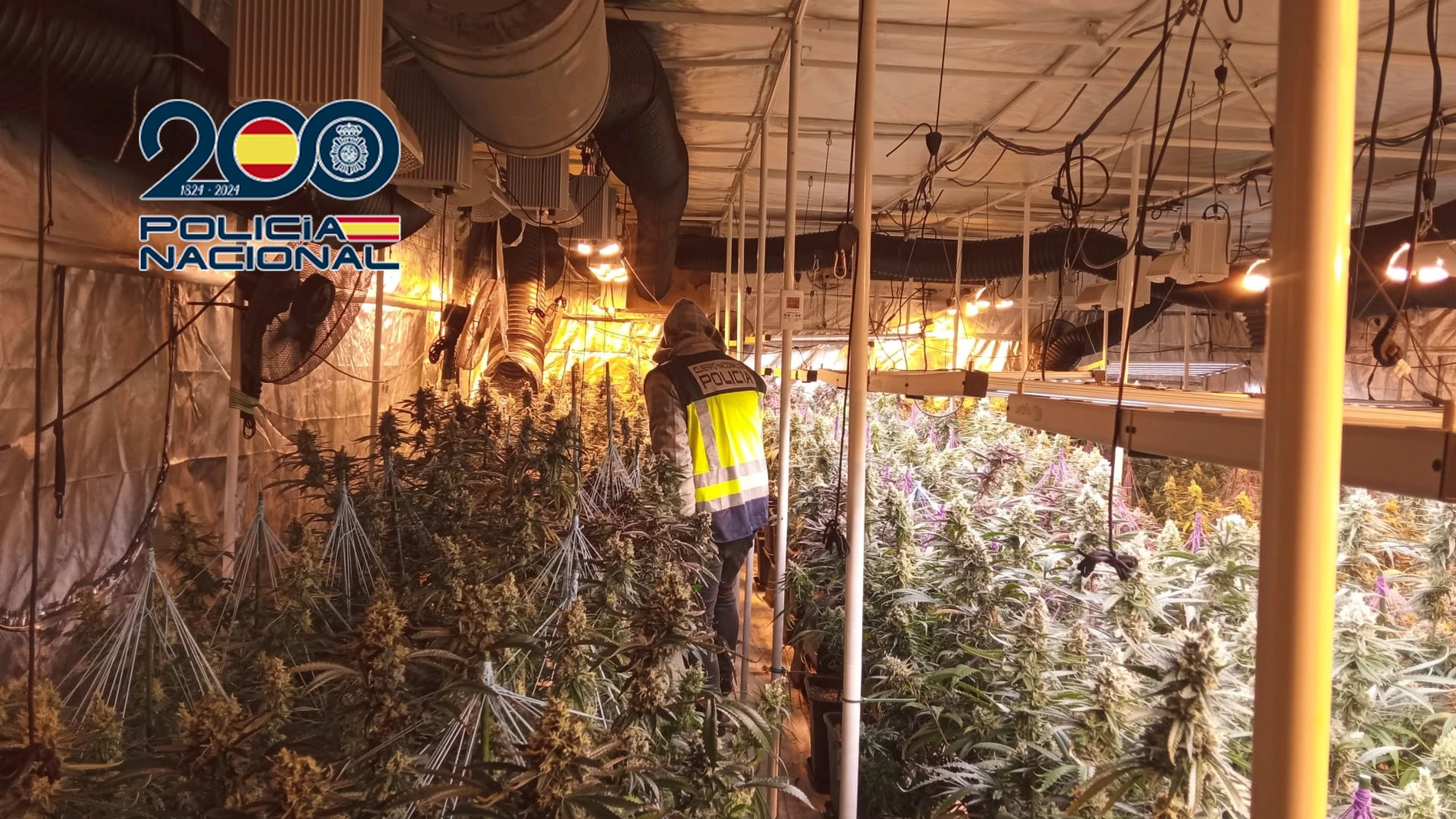 Se han efectuado nueve registros en las provincias de Valencia, Cuenca y Toledo, donde se han localizado tres plantaciones indoor