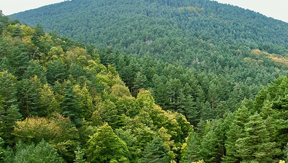 Pinares de Duruelo de la Sierra