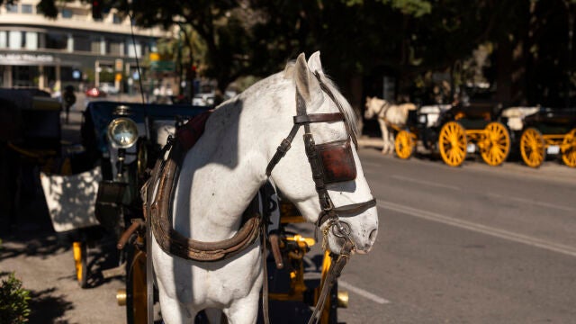 El fin de los coches de caballos: bienestar animal, empleos en riesgo y turistas divididos