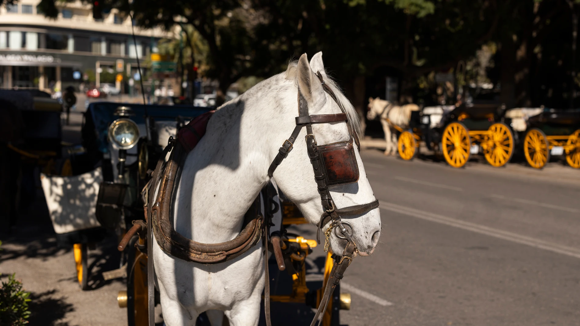 MÁLAGA, 15/01/2025.- Media docena de cocheros esperan la llegada de clientes para un recorrido por enclaves turísticos de la ciudad, este miércoles junto al Puerto de Málaga. El fin de los coches de caballos que busca el Ayuntamiento de una gran capital turística como Málaga para este año, ha avivado el debate sobre esta actividad en otras urbes como Sevilla, busca el bienestar animal, levanta ampollas en el sector y divide a los turistas. EFE/Carlos Díaz