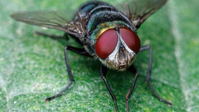 Mosca de cerca
