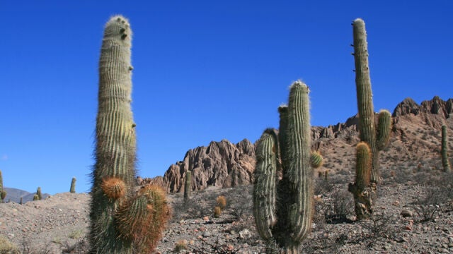 Los desiertos ocupan alrededor de la cuarta parte de la superficie terrestre, y algunos como el Sáhara son claros ejemplos de que pueden aparecer y desaparecer con el paso de los años