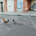 Las gallinas pasean por la calle con tranquilidad 