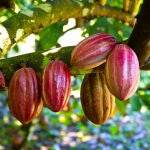 Numerosos "superalimentos" poseen un gran valor nutricional e importantes propiedades y beneficios para la salud. Imagen de archivo de cacao en estado fresco