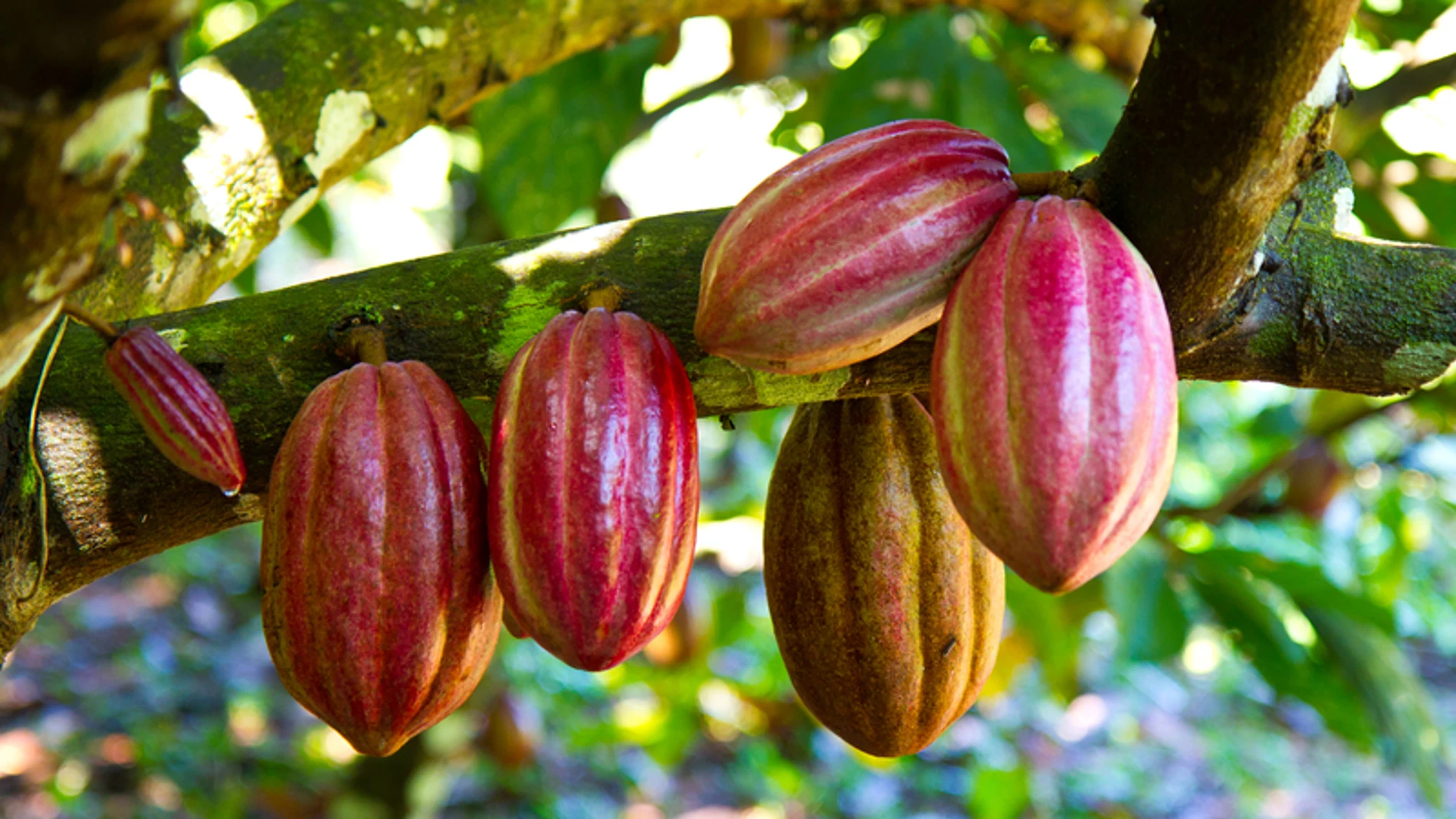Numerosos "superalimentos" poseen un gran valor nutricional e importantes propiedades y beneficios para la salud. Imagen de archivo de cacao en estado fresco