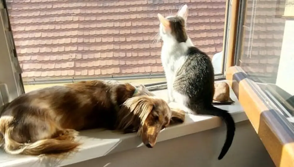 Un perro y un gato, en casa