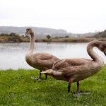 Aves en las marismas de Santoña