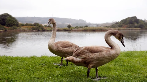 Aves en las marismas de Santoña