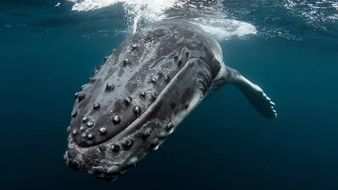 Ballenas jorobadas en Mozambique