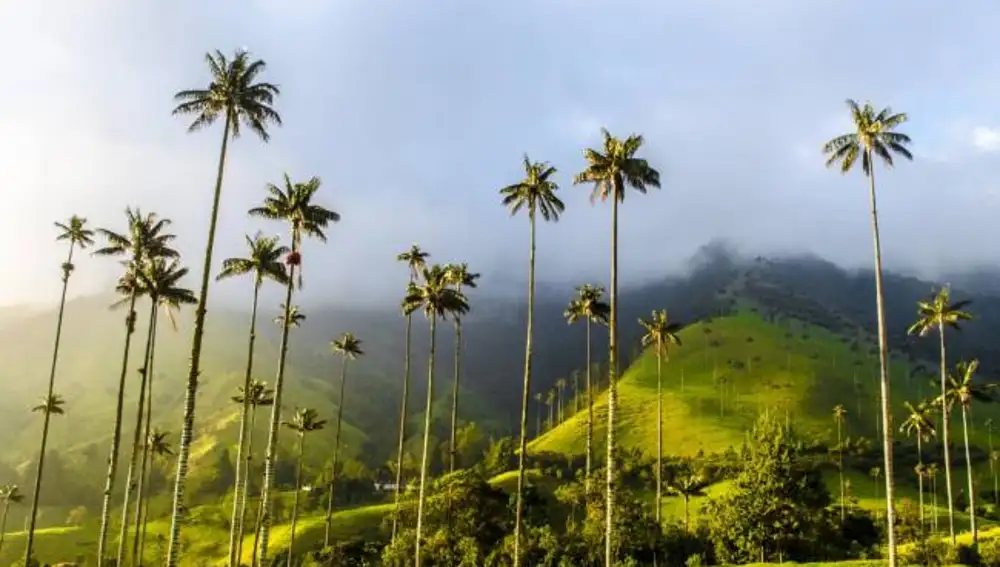 Valle de Cocora (Colombia)