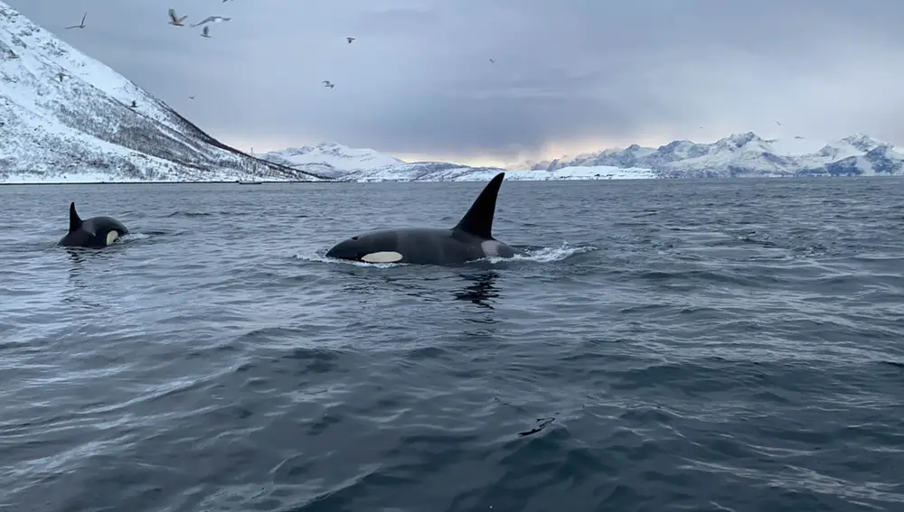 Orcas en Noruega