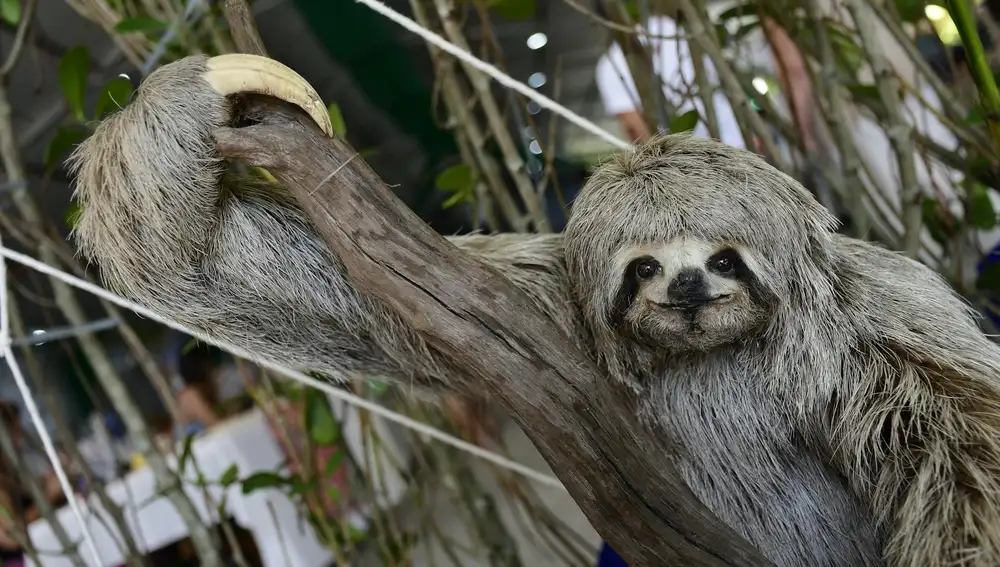 Perezoso de tres dedos