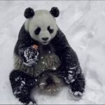 Lingyan se divierte en la nieve