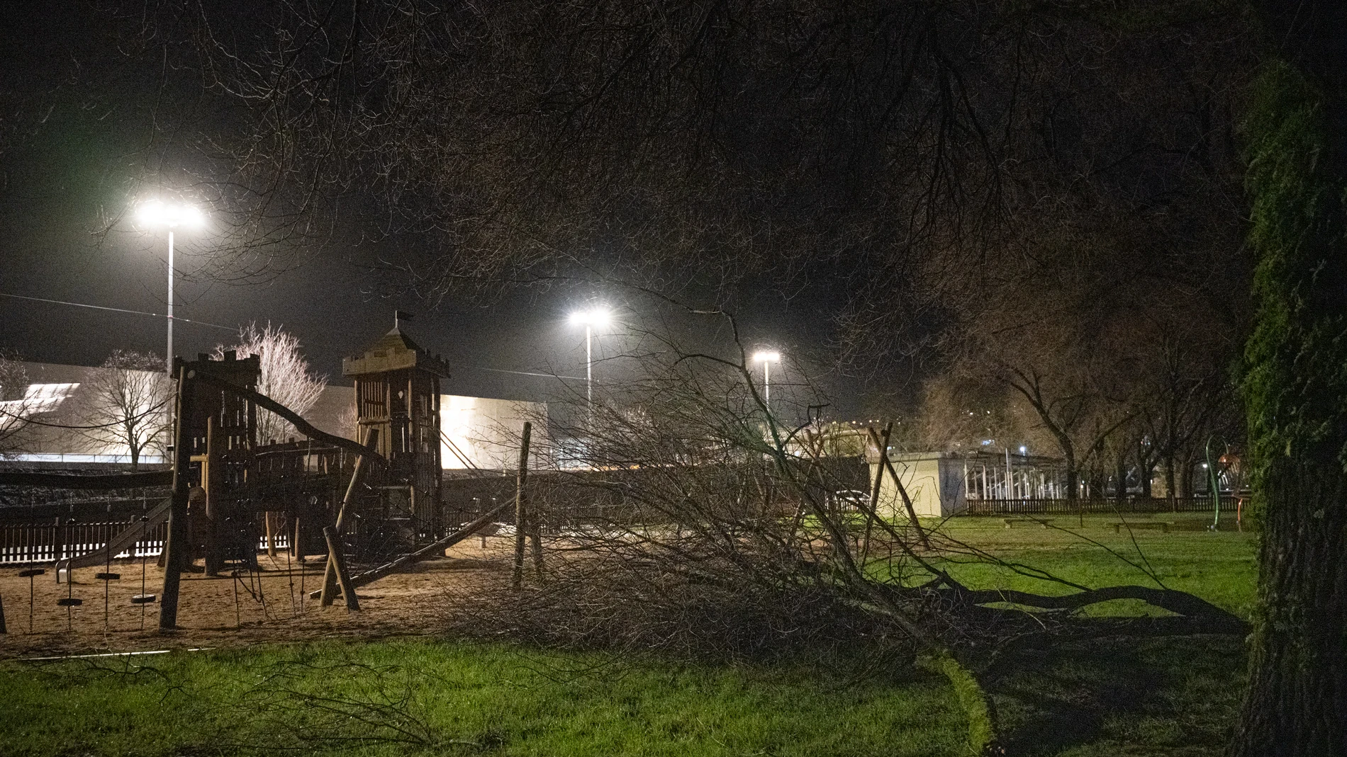 Un árbol caído, a 26 de enero de 2025, en Pontevedra, Galicia (España). Galicia se encuentra bajo los efectos de la borrasca 'Herminia' que ya ha causado 61 incidencias, rachas de viento de 162 km/h en Punta Candieira (A Coruña), vuelos desviados y actividades al aire libre canceladas.26 ENERO 2025Elena Fernández / Europa Press26/01/2025