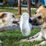 Los veterinarios advierten a los dueños de perros sobre esta forma aparentemente inofensiva de mostrar afecto a su mascota