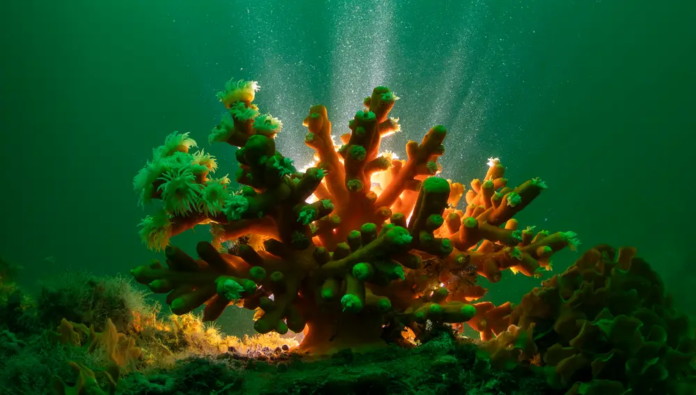 Ejemplar de coral candelabro en el arrecife.