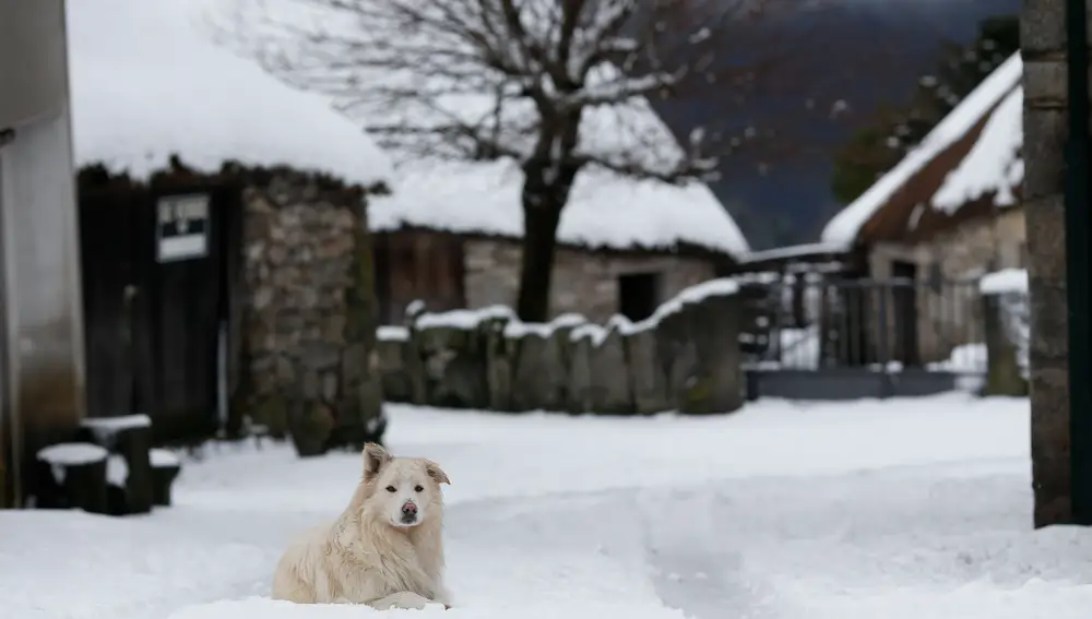 Un perro juega en la nieve en Piornedo, Cervantes, Ancares, Lugo, Galicia (España)