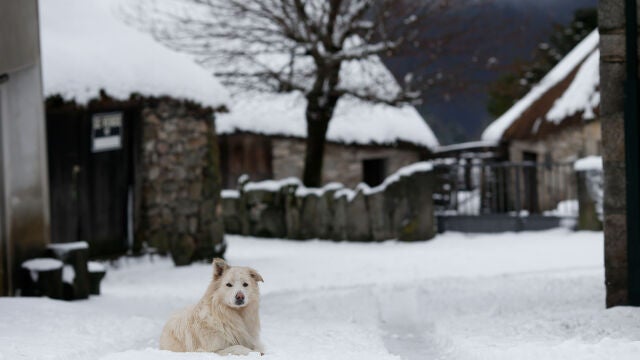 Un perro juega en la nieve en Piornedo, Cervantes, Ancares, Lugo, Galicia (España)