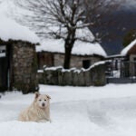 Un perro juega en la nieve en Piornedo, Cervantes, Ancares, Lugo, Galicia (España)