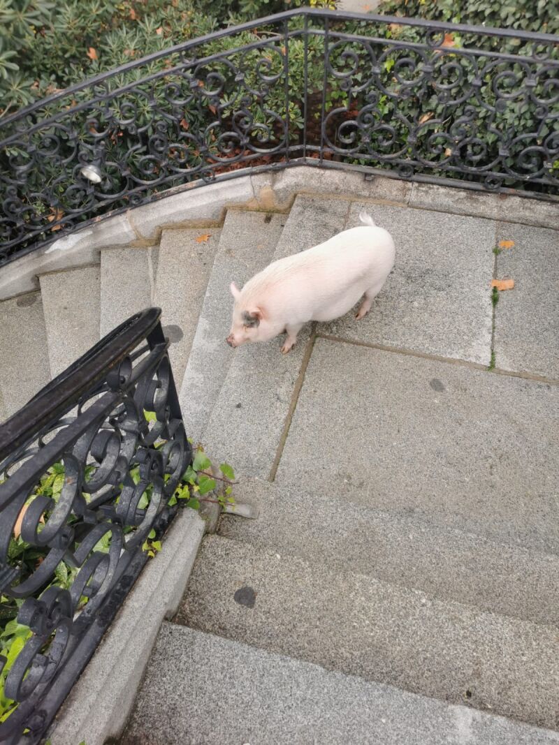 Gordi, el cerdo de Eugenia Martínez de Irujo, paseando por el Palacio de Liria