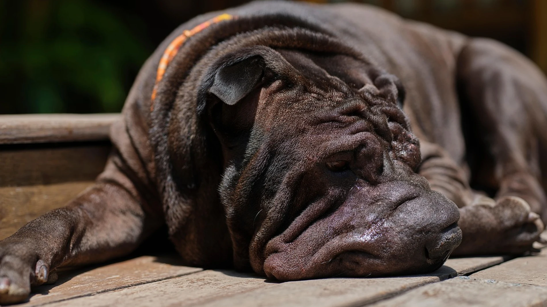 Estas son las razas de perro que más olor desprenden