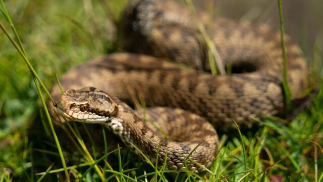 Serpiente venenosa