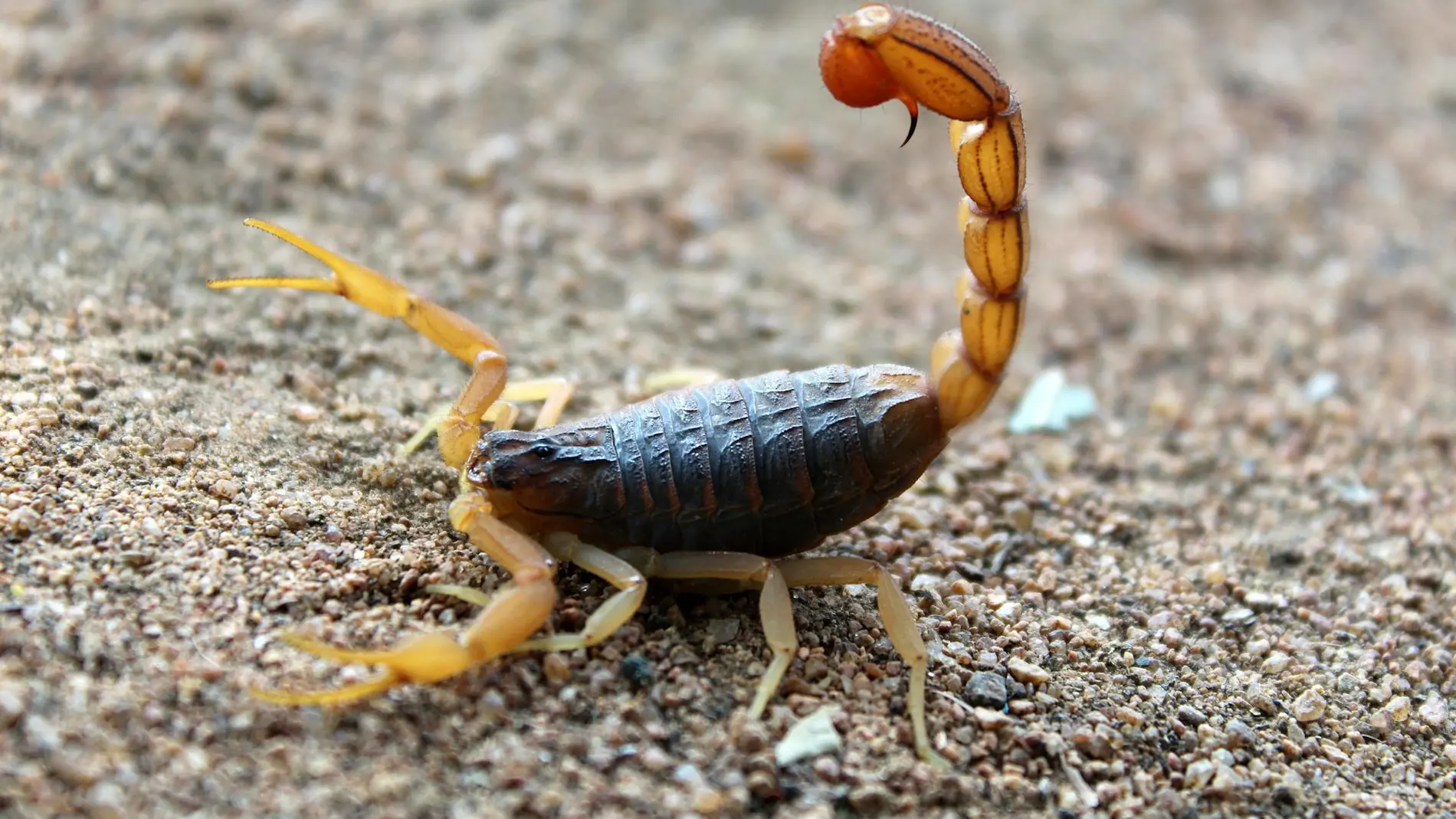Escorpión en la naturaleza