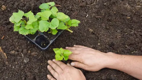 Estas son las semillas que están listas para plantar a finales del invierno según jardineros