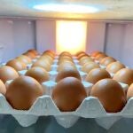 ¿Huevos en la nevera o a temperatura ambiente? Un nutricionista explica cuál es la mejor opción