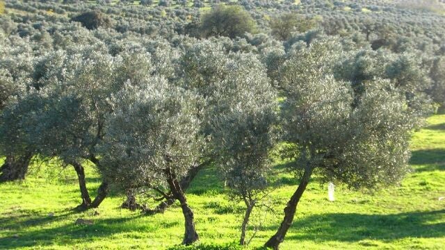 Consejo.- Junta aprueba la primera Estrategia andaluza del Olivar, que cuenta con casi mil millones