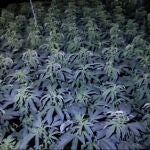 Valencia.-Sucesos.- Investigan a 40 personas en una macro operación contra el cultivo de marihuana en Cullera