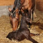 ¿Por qué se usa la IA para inseminar a los caballos? Una experta lo explica