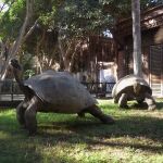 Tortugas gigantes de las Galápagos de Bioparc Fuengirola