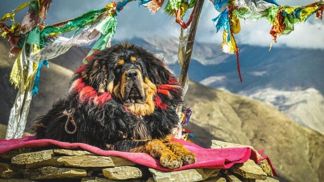 El perro más caro del mundo