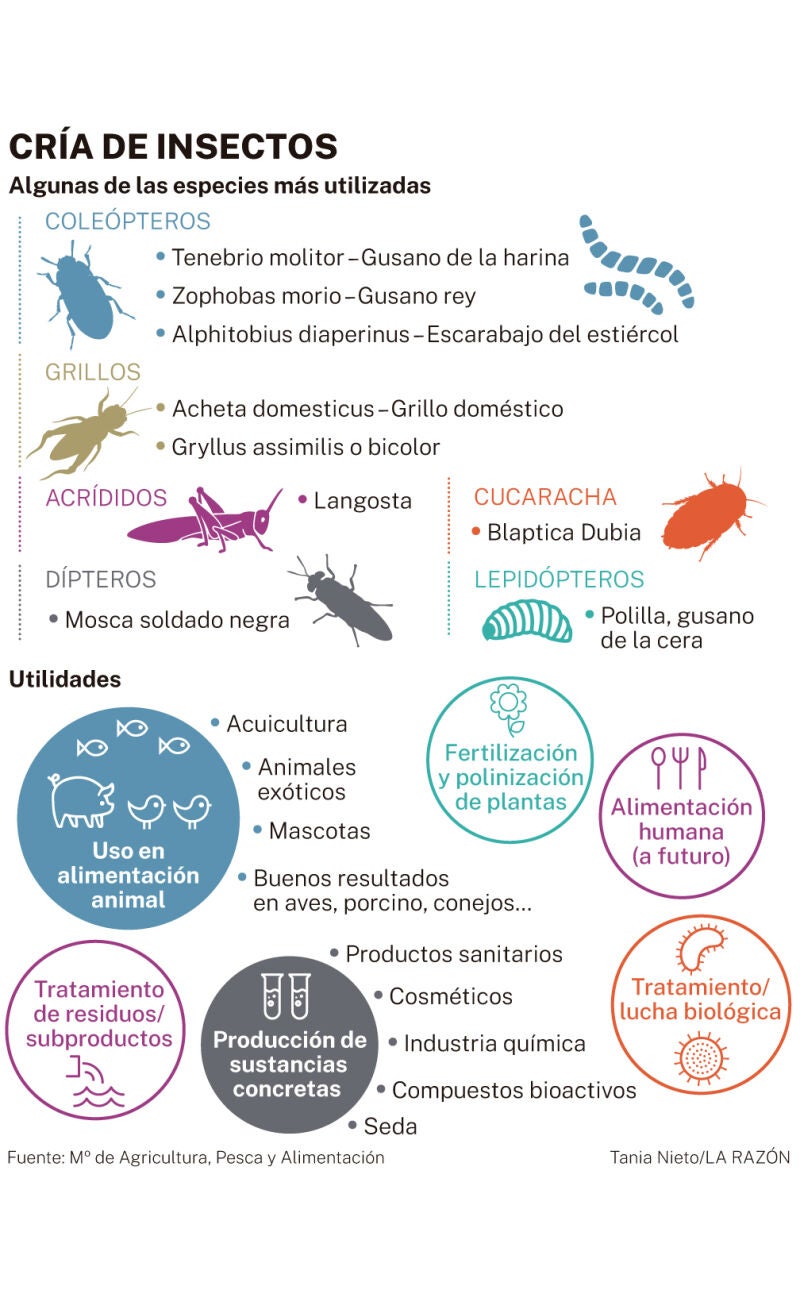 Cría de insectos