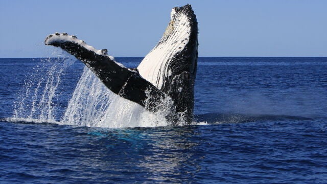 Una ballena jorobada