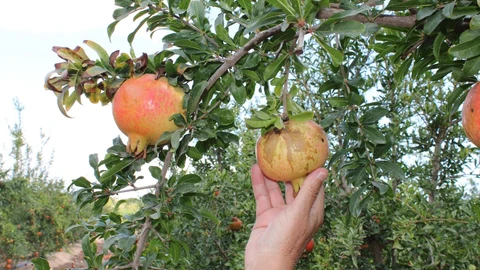 La granada mollar es un cultivo propio del Campo de Elche, en Alicante