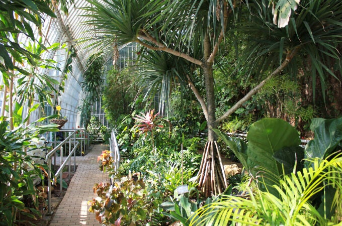 Jardín Botánico de la Universitat de València, invernadero trocipal. 