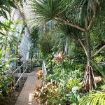 Jardín Botánico de la Universitat de València, invernadero trocipal. 