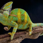 El camaleón es una de las especies más conocidas del reino animal, con una característica que le permite cambiar de color y camuflarse con facilidad