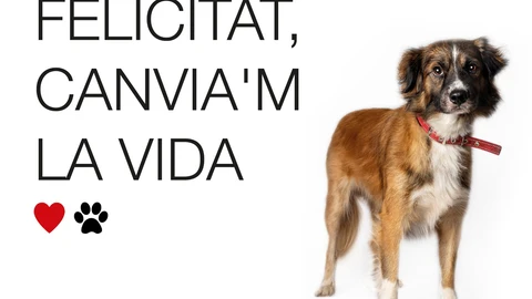Valencia inicia una campaña para fomentar la adopción animal