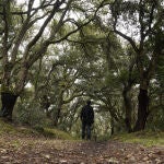 El Zofreral de Cobrana (León) consigue el premio de Bosque del Año 2025 que por segundo año consecutivo se queda en el Bierzo